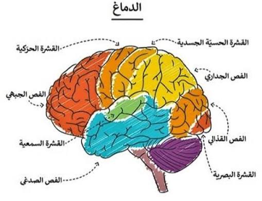 ﺍﻟﻔﺮﻕ ﺑﻴﻦ ﺍﻟﻌﻘﻞ ﻭﺍﻟﺪﻣﺎﻍ ﻭﺍﻟﻤﺦ